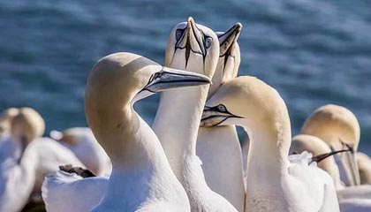 _爱游戏官方_ 不同国家足球文化的对比分析_，各国的足球