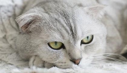 ayx爱游戏_ 关键调整！教练揭秘掘金成功逆转的战术秘诀！，爱游戏官方首页