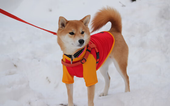 英超射门瞬间：门将的绝佳扑救比拼，英超门将进球